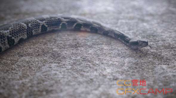 Cinema-4D-and-Octane-Creating-a-Realistic-Snake-Tutorial