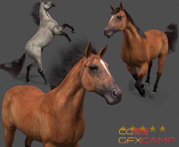 CGTrader---Ultimate-Horse-Collection---3d-model